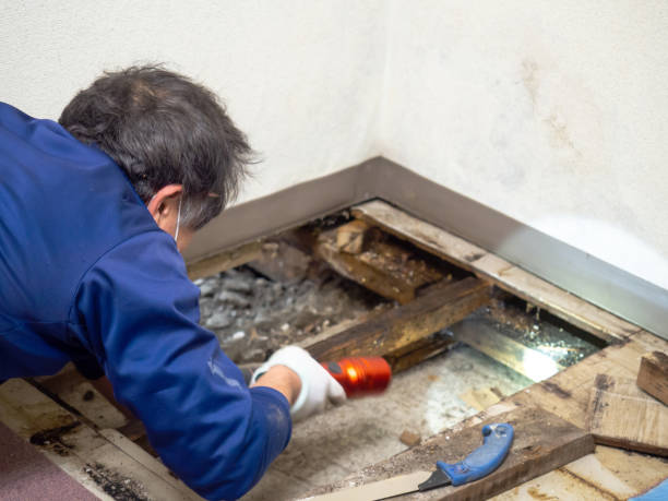  Brookside Village, TX Mold Removal Pros