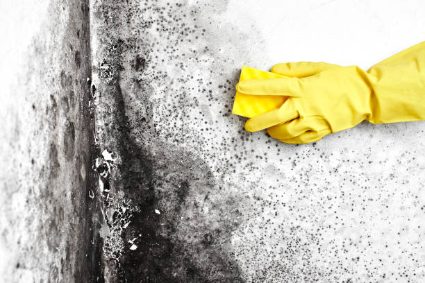 Best Mold Removal Company Near Me  in Brookside Village, TX