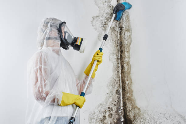 Best Residential Mold Removal  in Brookside Village, TX