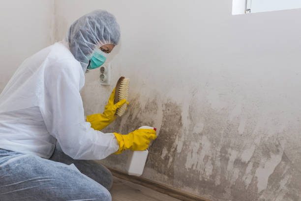 Best Crawl Space Mold Removal  in Brookside Village, TX