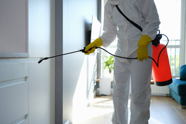 Best Professional Mold Removal  in Brookside Village, TX