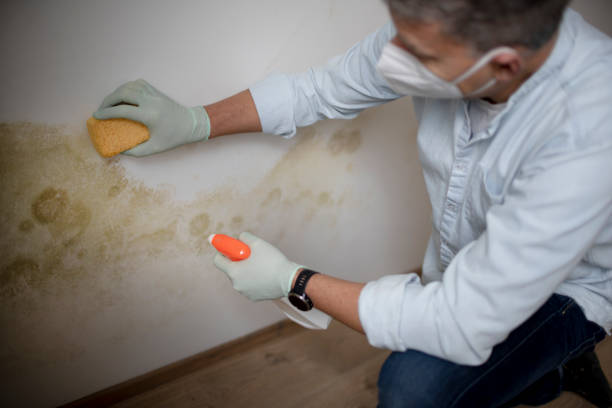 Best Mold Testing  in Brookside Village, TX