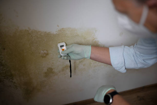 Best Local Mold Removal Service  in Brookside Village, TX