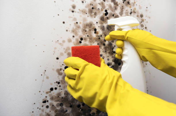 Best Same-Day Mold Removal  in Brookside Village, TX