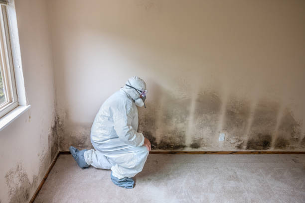 Brookside Village, TX Mold Removal Company